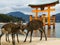 Deer at Miyajima