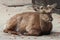 deer - miyajima - japan