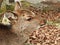 Deer at Momijidani Park, Miyajima Island, Hiroshima, Japan