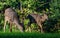 Deer Mother And Fawn Grazing On Grass