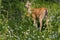 Deer among Mountain Wildflowers