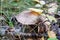 Deer mushroom pluteus among the foliage and branches in the autumn forest. Fawn deer shield, pluteus cervinus