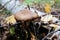 Deer mushroom pluteus among the foliage and branches in the autumn forest. Fawn deer shield, pluteus cervinus