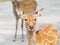 Deer in Nara Park, Japan