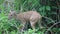 Deer in National Park Manuel Antonio