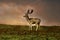 The deer on natural scenery - wild animal