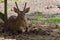 Deer near the feeding trough