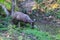 A deer near the river on the watering place.