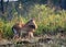 Deer in an Open Field