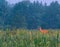 A Deer in an Open Field