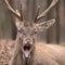 Deer with open mouth