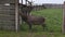 Deer in paddock waiting for food