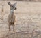 Deer in the park, fall season, close up