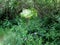 Deer path through low arching branches