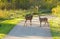 Deer on paved path