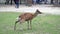 Deer Peeing On Grass In Nara Park