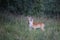 Deer in Phoenix Park in Dublin