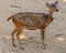 Deer photo at mysore zoo Karnataka