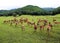 Deer photographed in northern China