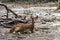 Deer pictures on a white background have different verbs