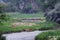 Deer by the Platte River in Early Morning