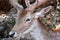 Deer portrait in Askos Stone Park. Volimes, Zakynthos or Zante island, Ionian Sea, Greece.