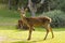 Deer portrait at meadow in Parnitha mountain in Greece.