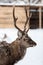 Deer portrait on the snow background