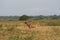 A deer poses in the savanna of Baluran National Park, Banyuwangi, Indonesia