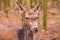 Deer potrait, animal face portrait