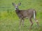 Deer in Quebec. Canada, north America.