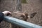 A deer reaches out to a visitor at the zoo. The animal wants affection and communication