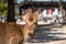 Deer relax in sunshine in the Miyajima. Hiroshima city