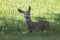 Deer relaxing in the fields