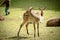 Deer relaxing in the sun in the middle of a park, Aarhus Denmark