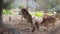 Deer in the reserve are on the stone slope