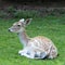 Deer resting in field