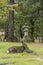 Deer resting TÅdai-ji Nara Japan