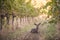 Deer rests in grape vineyard