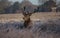 Deer in richmond park