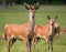 Deer, Richmond Park