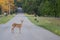 Deer in the Road