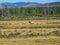 a deer in the rocky mountains