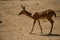 Deer rotating in the jungle -2, Tal Chapar, Churu, Rajasthan & x28;India& x29; ...