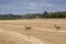 Deer on the run as the combine harvesters arrive