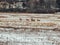 Deer Run Through Snow Covered Field: Several white tailed deer running through a snow covered prairie in the midst of a homestead