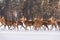 Deer Run On Snow. Numerous Herd Of Deer Cervus Elaphus, Illuminated By The Morning Light, Run Through The Snow-Covered Field Aga