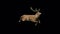 Deer Running Animation on Transparent Background Ultra HD