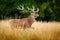 Deer running in forest. Red deer stag, bellow majestic powerful adult animal outside autumn forest. Big animal in the nature fores