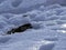 Deer\\\'s leg on snow covered ground left by a family of foxes after having their meal